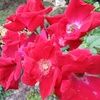 nancydavis434